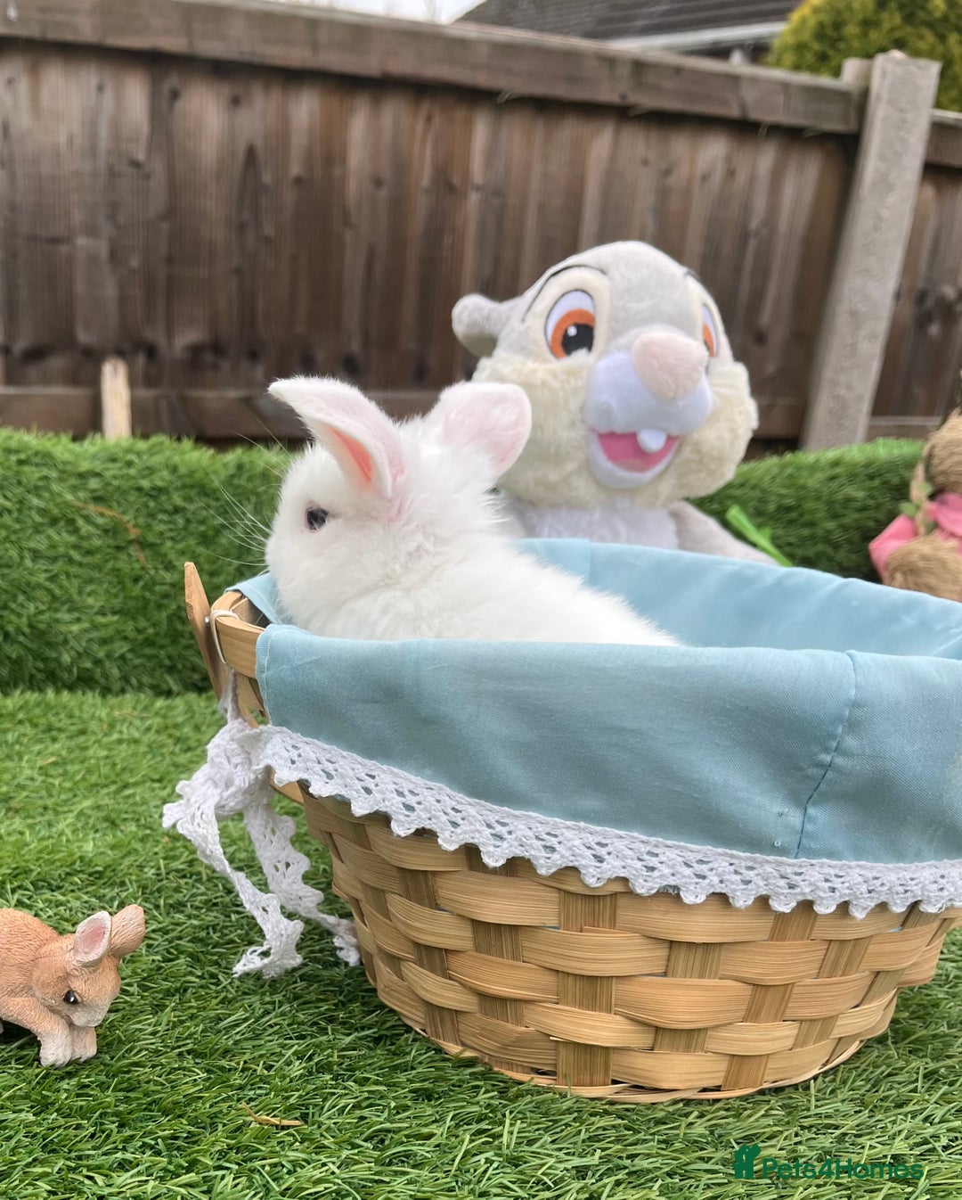 Mini Lop rabbits for sale: Autumn babies - Image 24