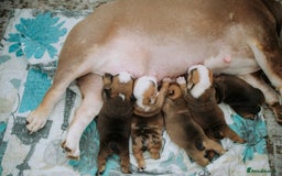 English Bulldog dogs for sale: Stunning litter of  English bulldog puppies - Image 7