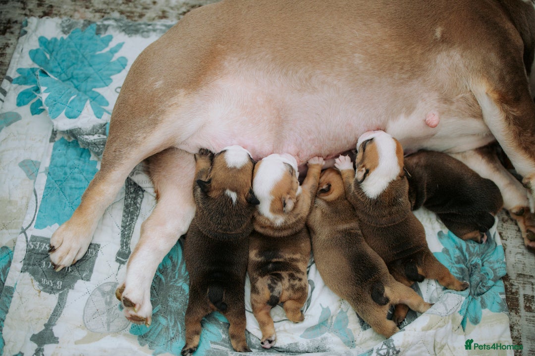 English Bulldog dogs for sale: Stunning litter of  English bulldog puppies - Image 7