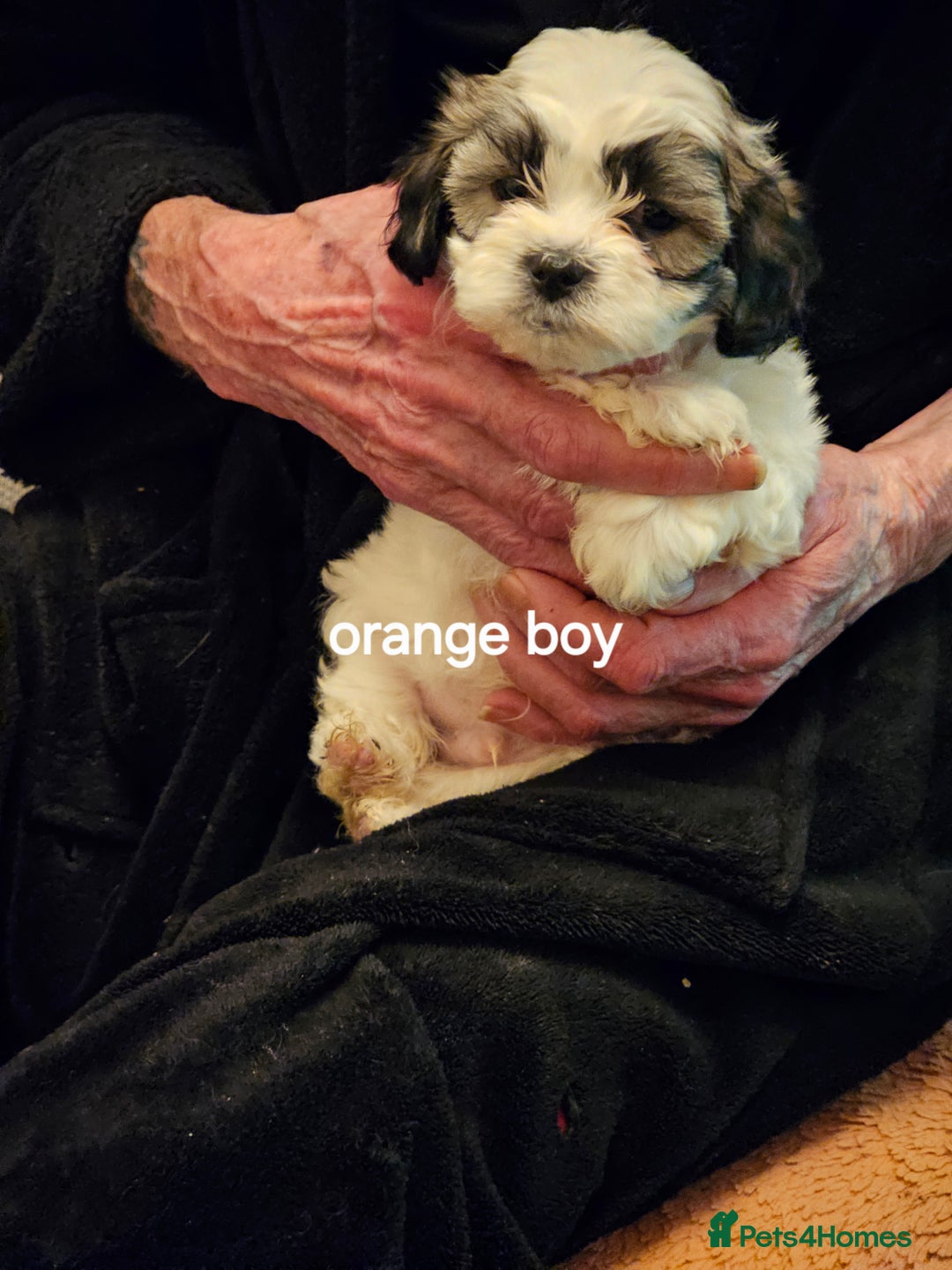 Malshi dogs for sale: GORGEOUS MALSHI PUPPIES AVAILABLE - Advert 3