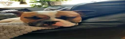 Mixed Breed dogs for sale: 3/4 French bulldog/1/4 American bully  - Advert 3
