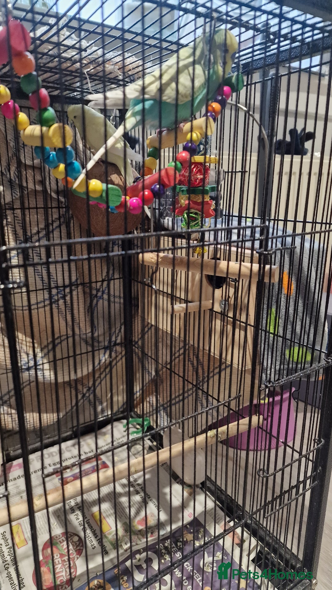 Budgerigars birds for sale: 2 Male Female Breeding Pair Budgies - Advert 7