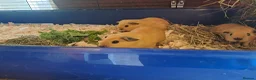 Guinea Pig rodents for sale: 3 BABY BUFF COLOURED CALIFORNIAN BOYS.  - Advert 3