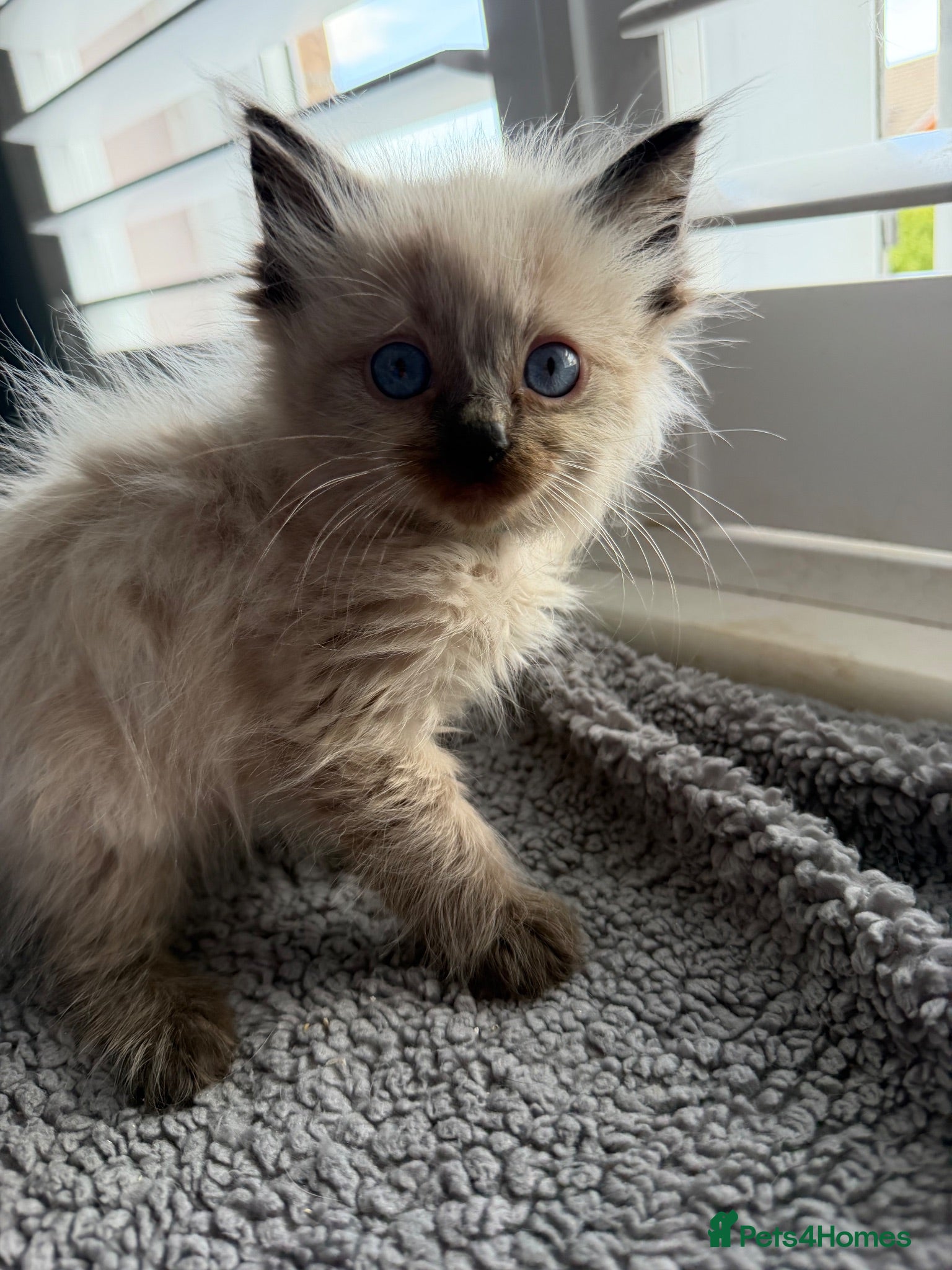 Ragdoll cats Beautiful ragdoll kittens Parents DNA tested & -ve - Advert 1
