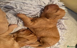 Cockapoo dogs for sale: F1B Cockerpoo puppies looking for new homes - Image 9