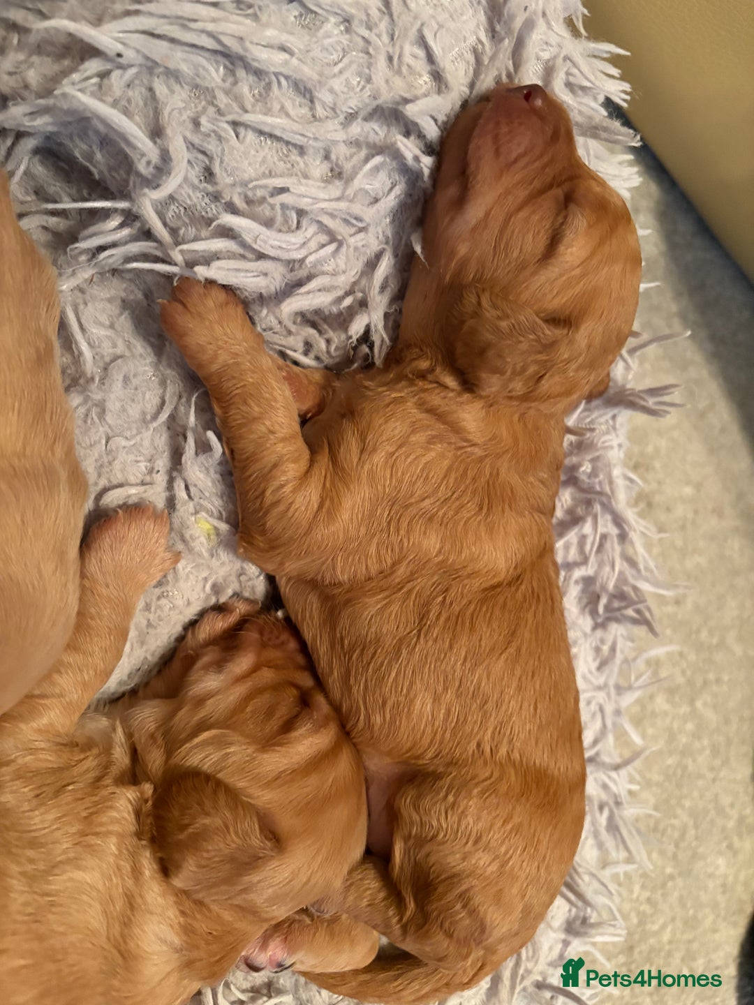 Cockapoo dogs for sale: F1B Cockerpoo puppies looking for new homes - Image 9