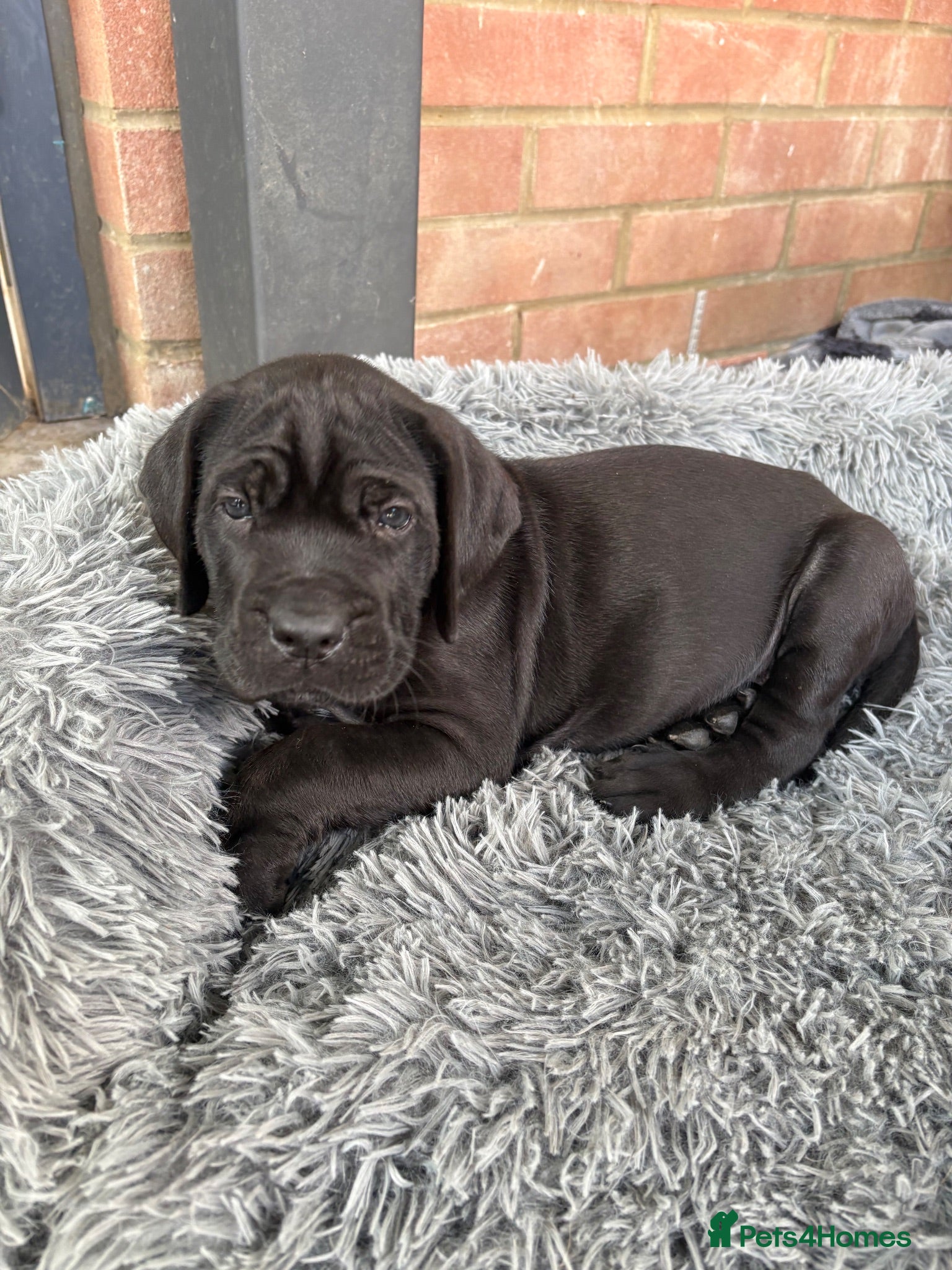 Cane Corso dogs 4 Stunning Cane Corso Big Boys!!! - Advert 2