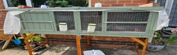 Quail poultry for sale: 6 female quails and hutch in Nottingham - Advert 7
