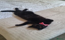 British Shorthair cats for sale: Year old girl looking for a new home - Image 2