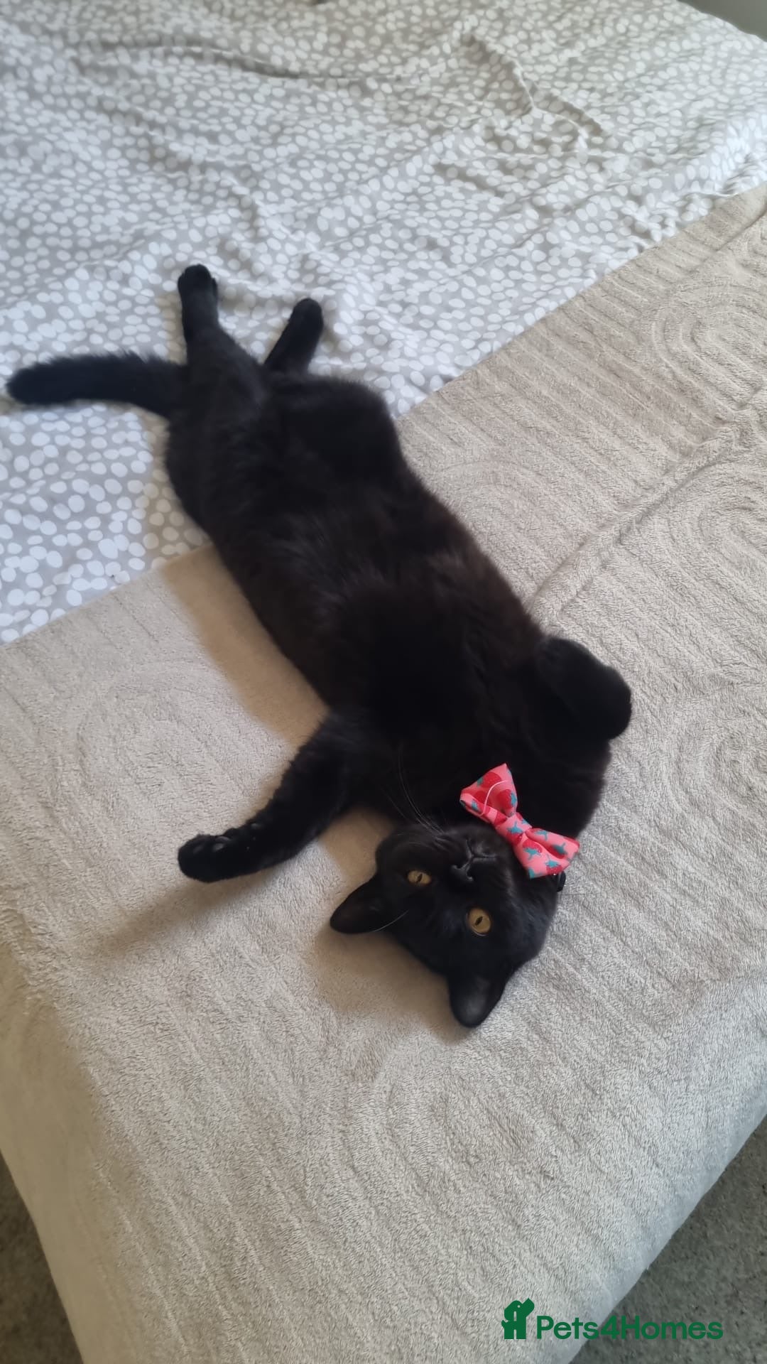 British Shorthair cats for sale: Year old girl looking for a new home - Image 2