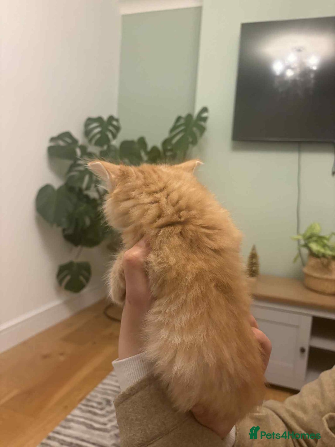 Maine Coon cats for sale: Maine coon xxx - Advert 14