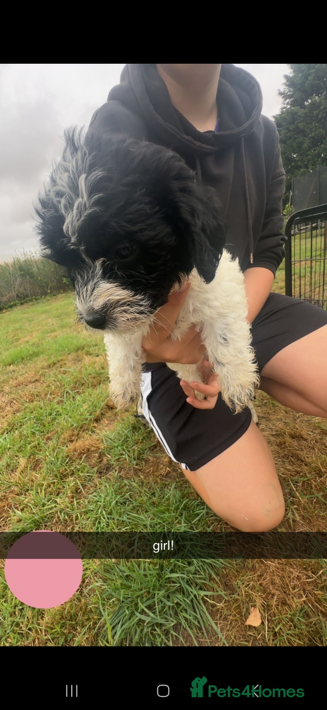 Jackapoo dogs for sale: Jackapoo puppies x7 - Image 2