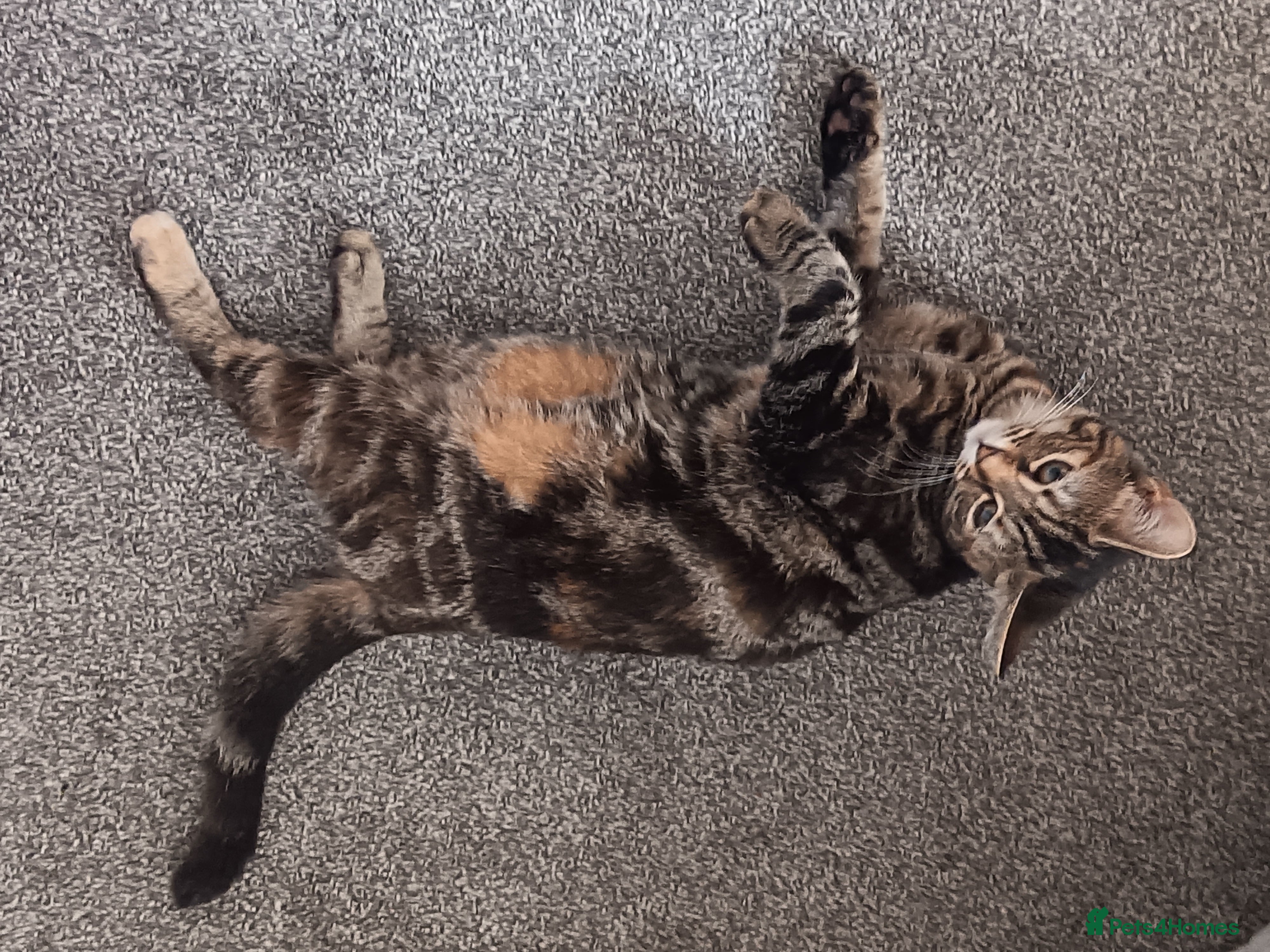 Mixed Breed cats Two female cats for sale  - Advert 10