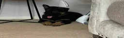 German Shepherd dogs for sale: KC REGISTERED, LONG HAIRED GERMAN SHEPHERD PUPPIES - Advert 6
