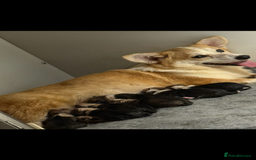 Welsh Corgi Pembroke dogs for sale: Kc reg Pembroke corgi babies available  - Image 2