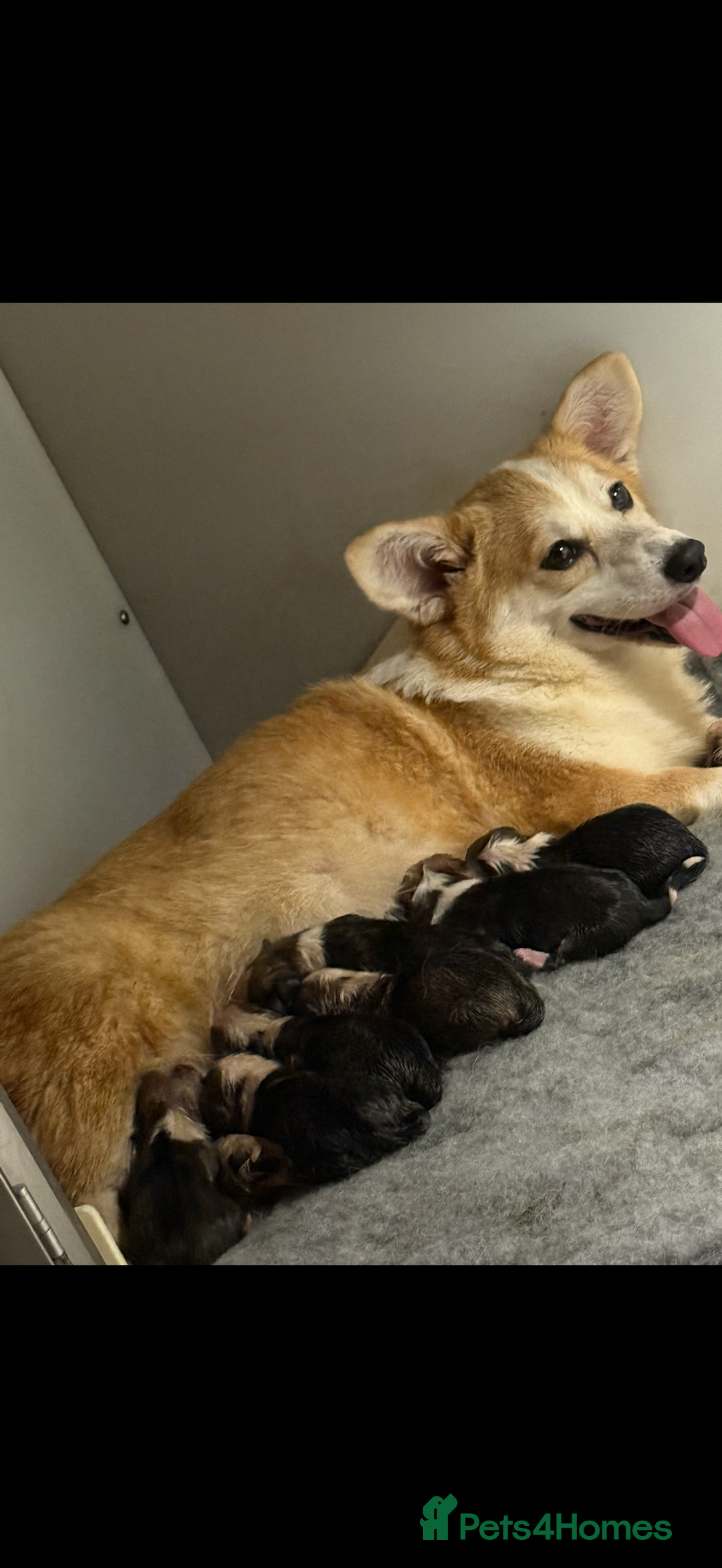 Welsh Corgi Pembroke dogs for sale: Kc reg Pembroke corgi babies available  - Image 2