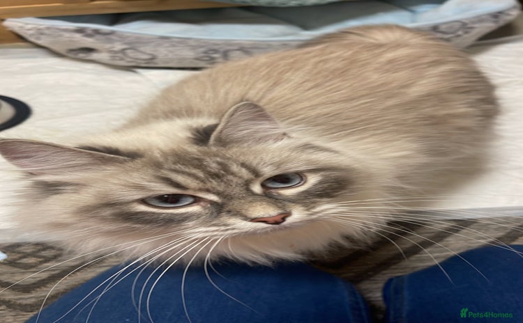 Siberian cats - Advert 1