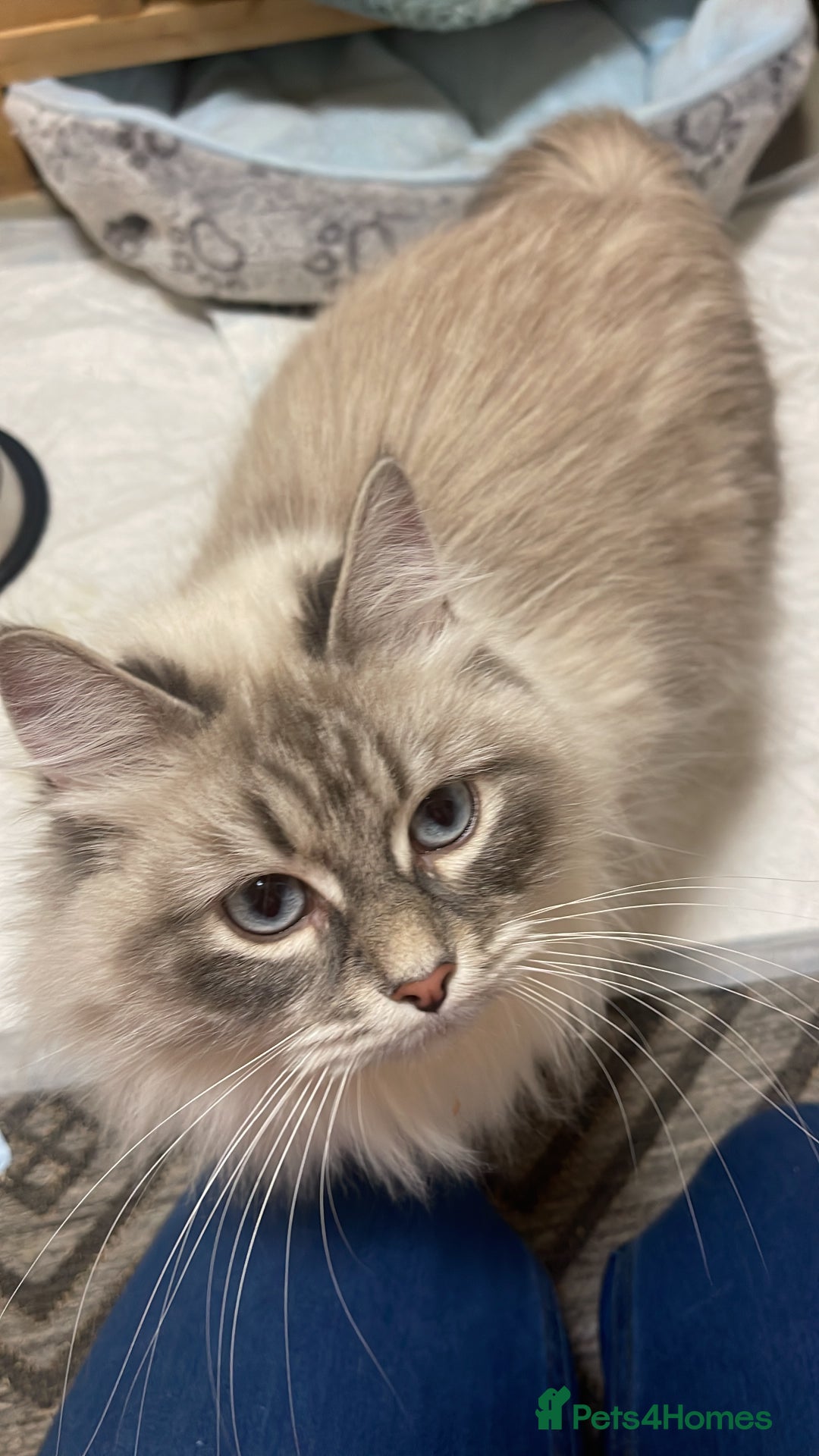 Siberian cats for sale: Pure Siberian  - Image 1
