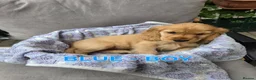 Cocker Spaniel dogs for sale: Beautiful 100% Cocker Spaniel puppies- litter of 6 - Advert 26