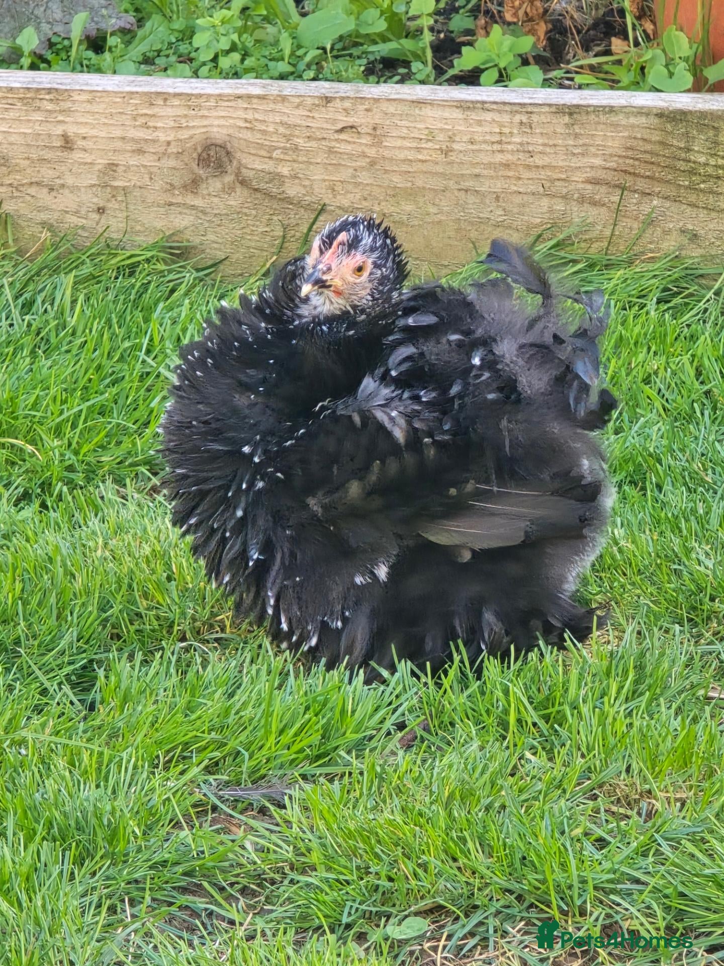 Chickens poultry for sale: Pekin Bantam pullets - Advert 17