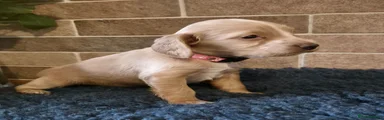 Cocker Spaniel 8