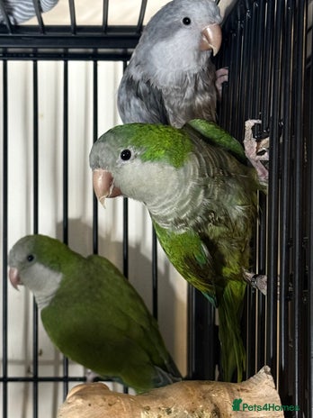 Parakeets birds in Newcastle upon Tyne - Advert 1