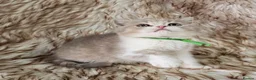 British Shorthair cats for sale: Ready now 2x Kittens Avaliable  - Advert 16