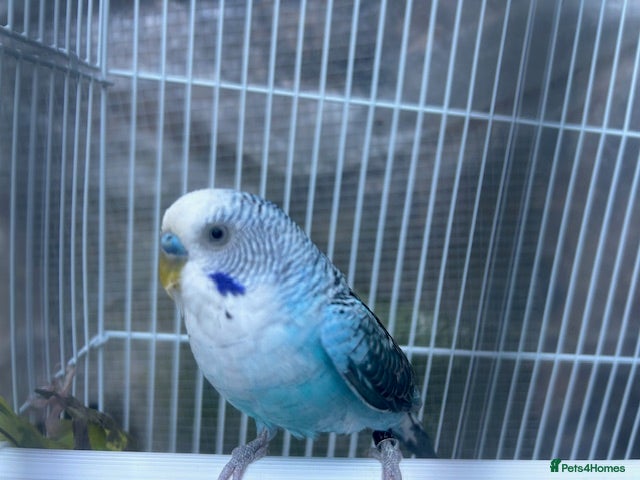 Budgerigars birds Black wing split to bf/bw - Advert 1