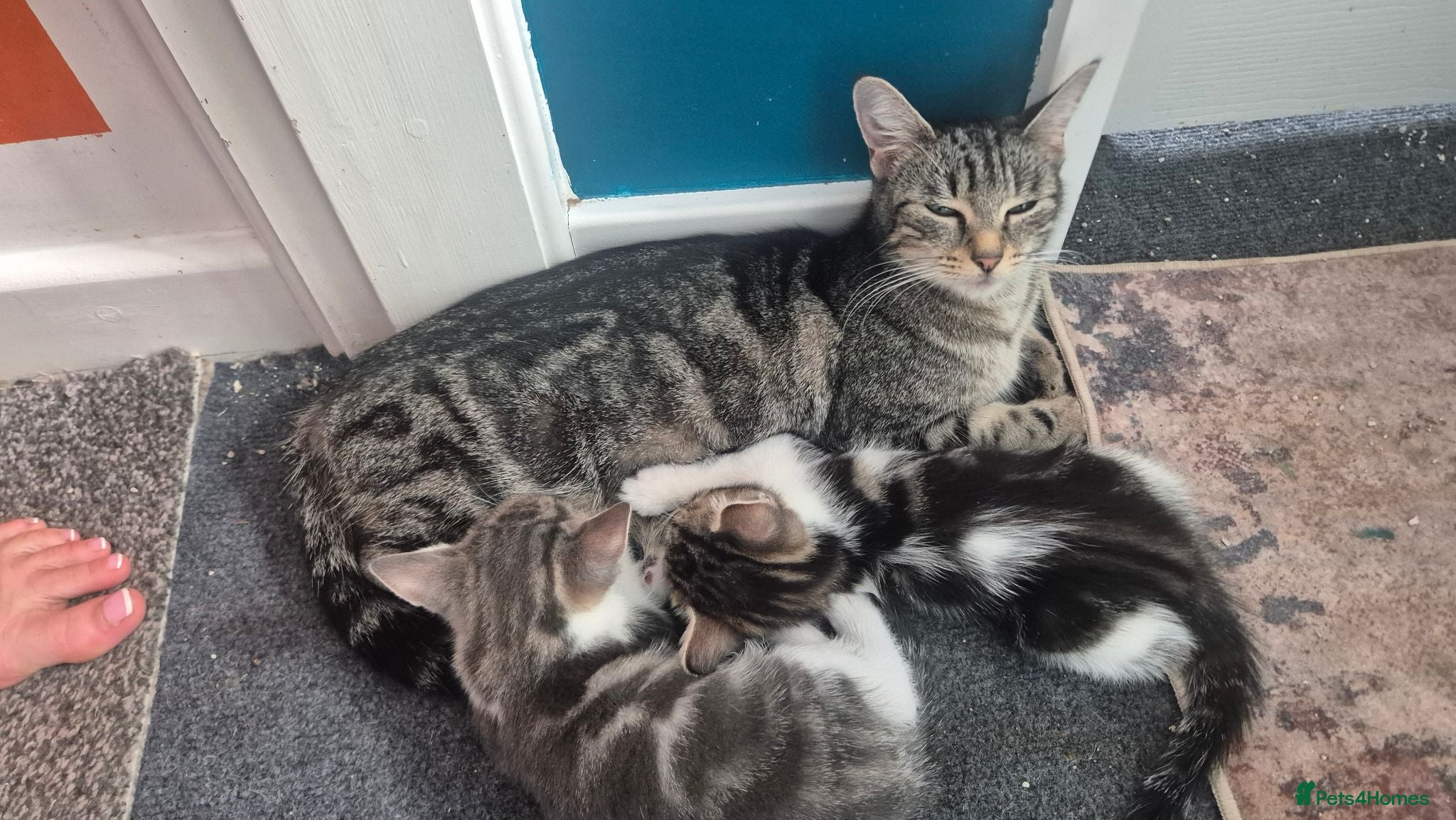 Mixed Breed cats Kittens - Advert 1