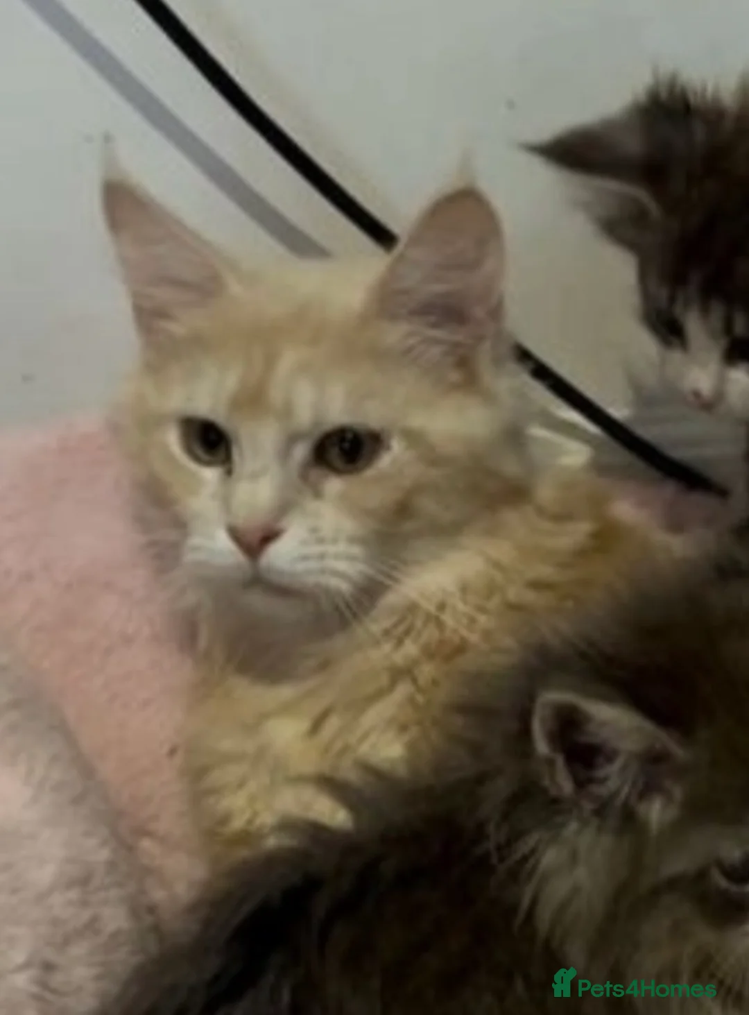 Maine Coon cats for sale: Pedigree Maine coon kittens can be TICA reg in Dorking - Advert 2
