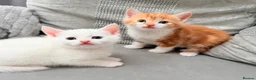 Mixed Breed cats for sale: Adorable kittens ready for their new homes - Advert 14