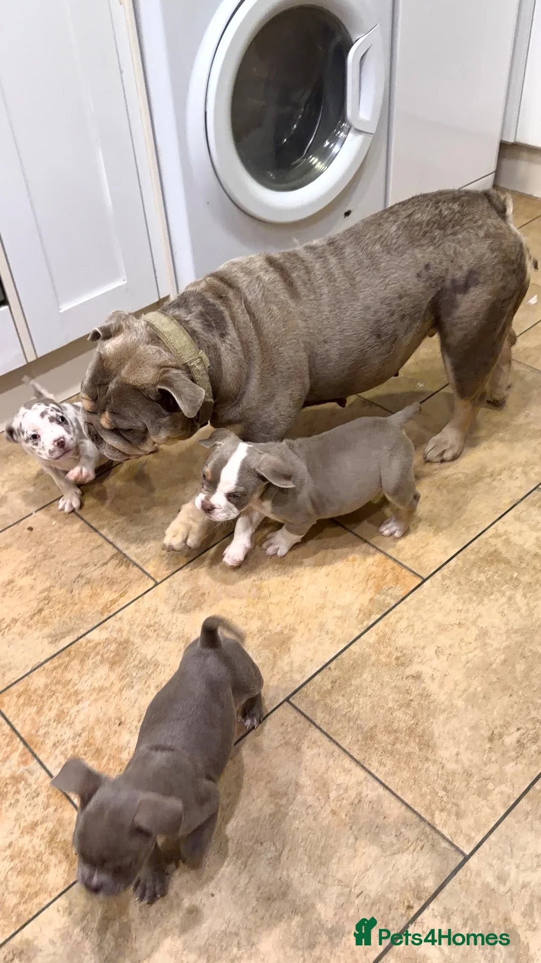 English Bulldog dogs for sale: English bulldog puppys in Coalville - Advert 11