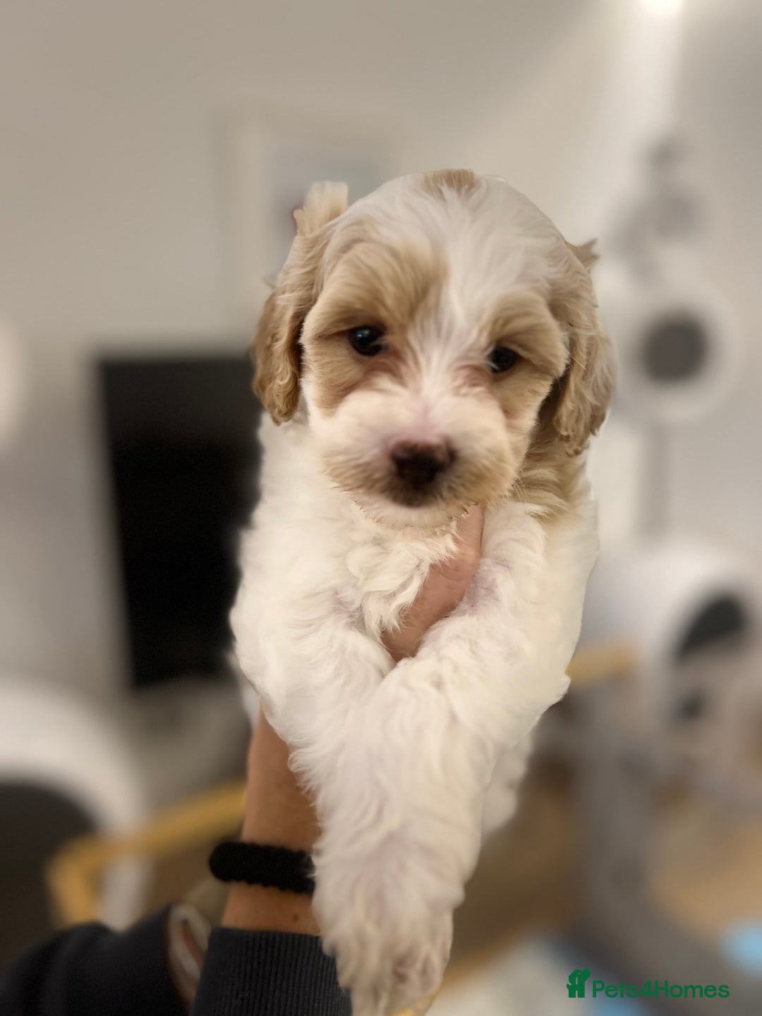 Mixed Breed dogs for sale: Tiboodle Puppies – Toy Poodle x Tibetan Terrier - Image 12