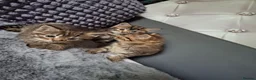 Mixed Breed cats for sale: 3 cutest females mixed bengal tabby kittens v - Advert 12