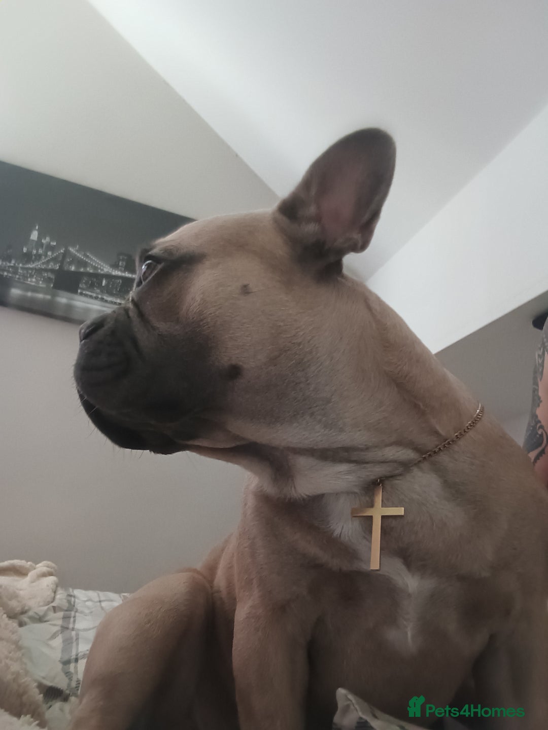 French Bulldog dogs for stud: Bruno - Advert 2