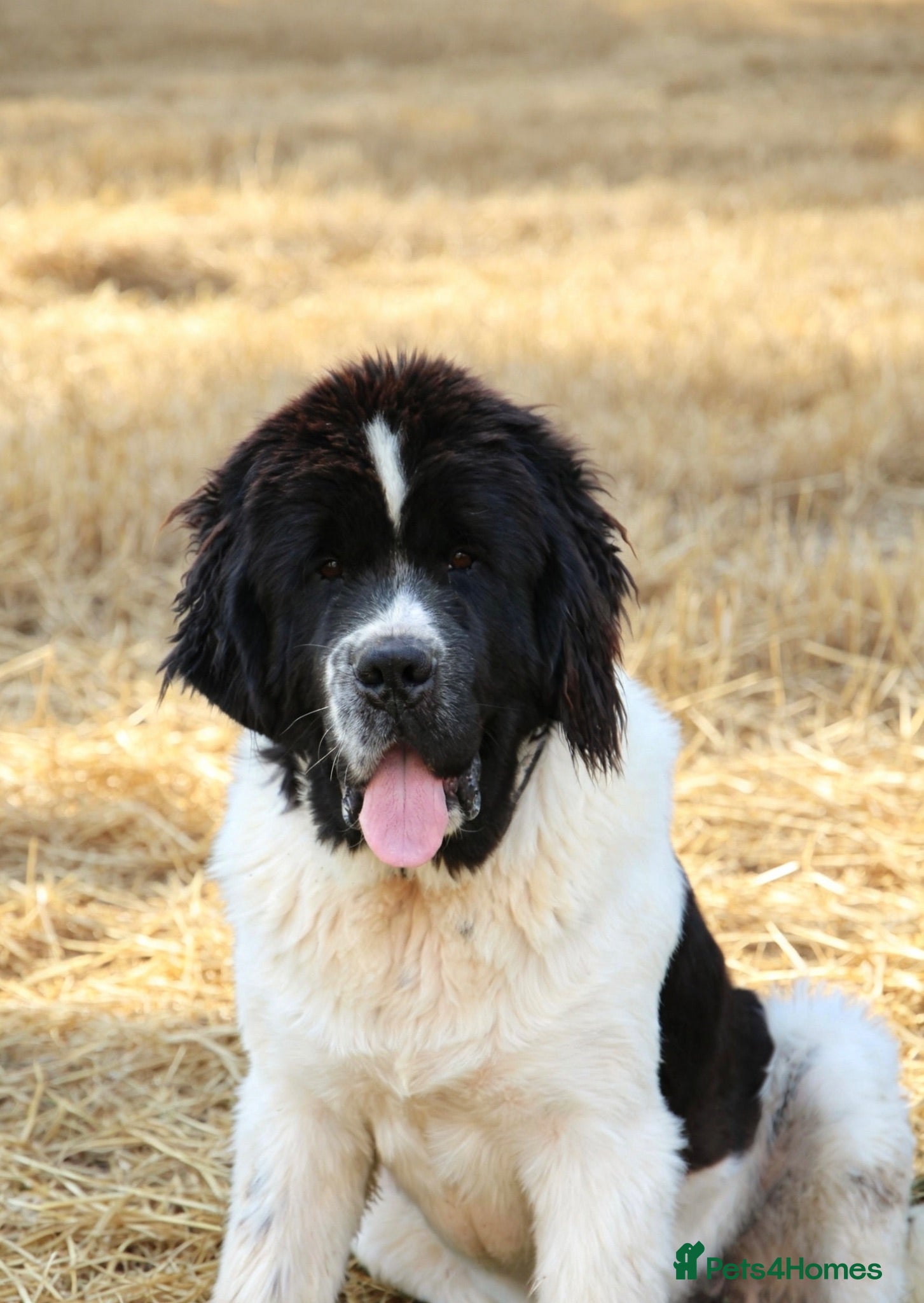 Newfoundland dogs Spanish import kc registered Newfoundland boy  - Advert 4