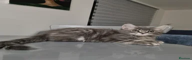 Maine Coon 4