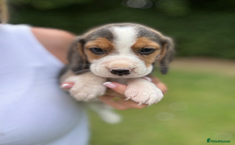 Beagle dogs - Advert 1