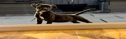 Staffordshire Bull Terrier dogs for sale: Brindle Stafford puppies available ❤️🐾 - Advert 5