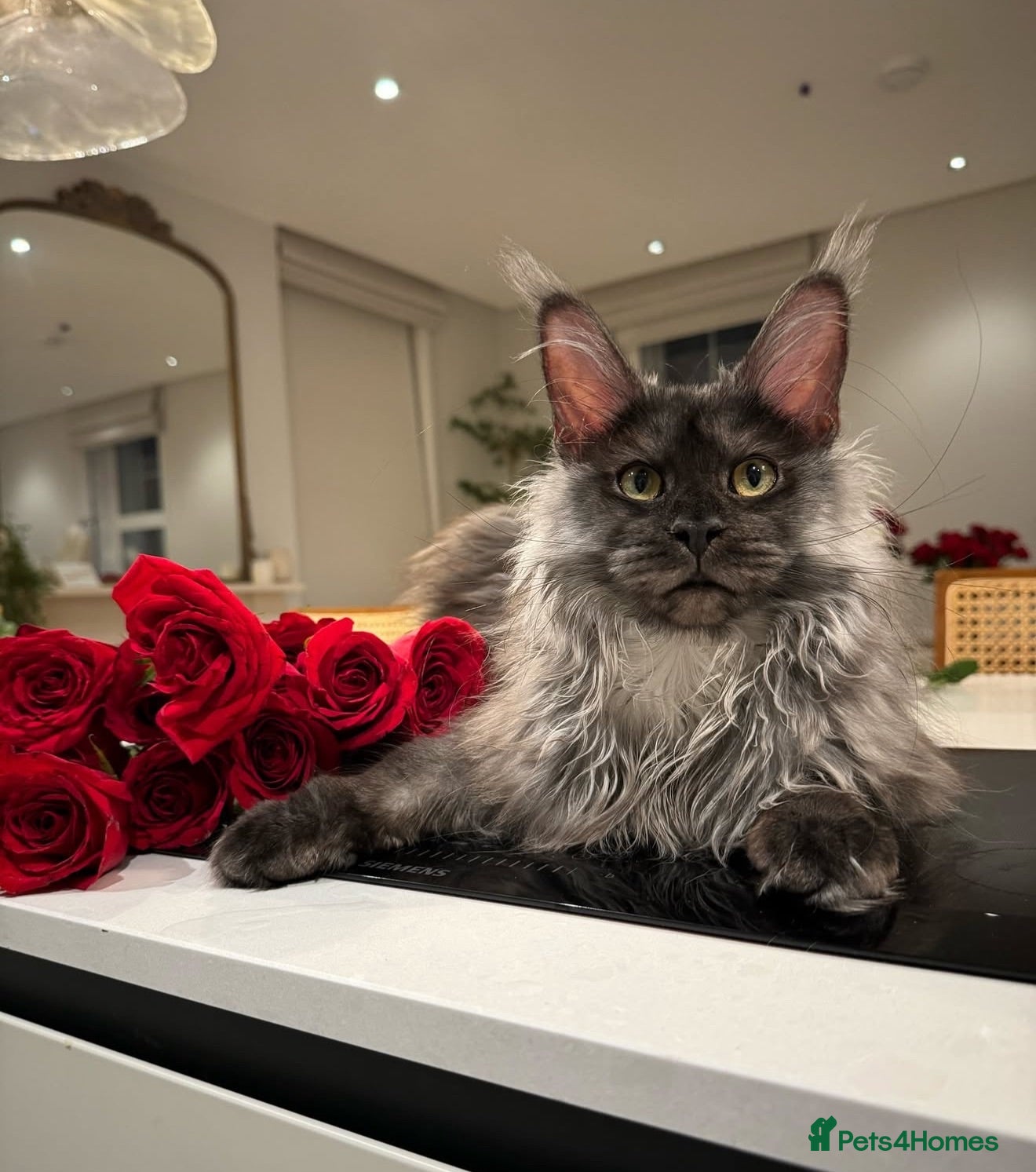 Maine Coon cats 💗RARE💗Imported lines, exceptional MC kittens😻⭐️ - Advert 2
