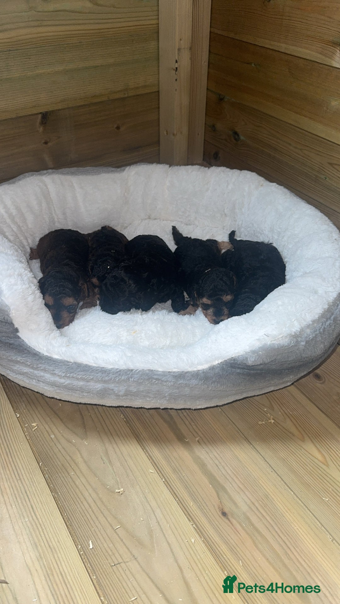 Cockapoo dogs for sale: Toy miniature cockapoo puppy’s  - Image 8