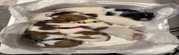 Jack Russell dogs for sale: 5 Jack Russell Puppies for Sale - Advert 5
