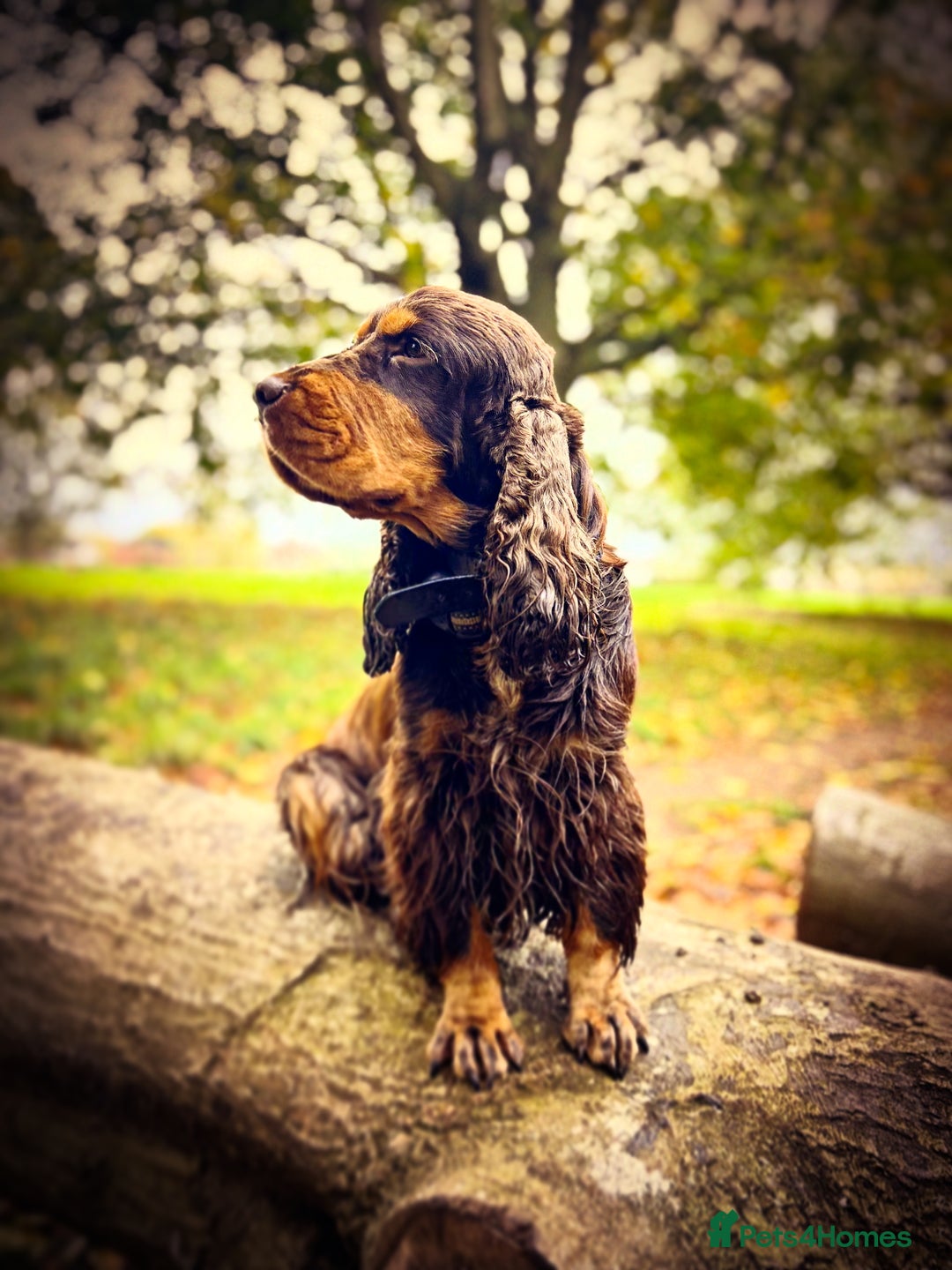 Cocker Spaniel dogs for stud: Chocolate and tan cocker stud  - Advert 11