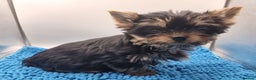 Yorkshire Terrier dogs for sale: Yorkshire Terrier puppies  - Advert 10