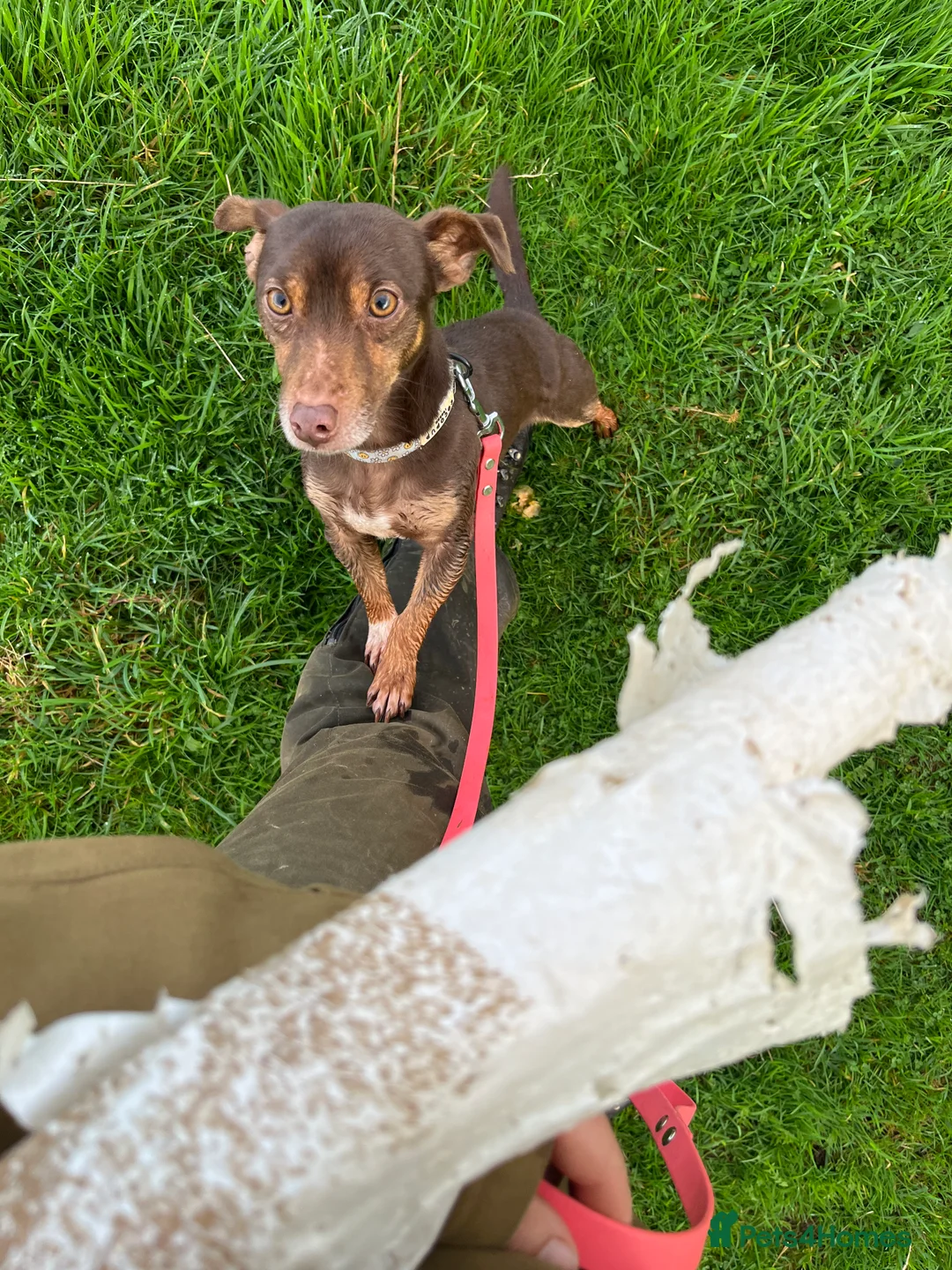 Jack Russell dogs for stud: Jack Russell - Miniature  - Advert 5