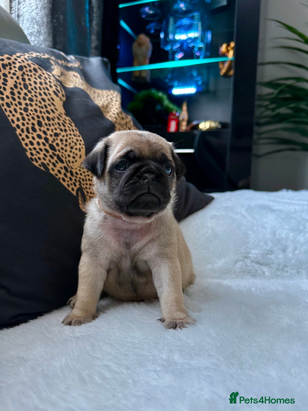 Pug dogs for sale: Two girls and one boy are available;)  - Advert 11