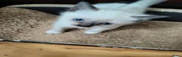 Siamese cats for sale: Siamese crosed with Ragdol - Advert 17