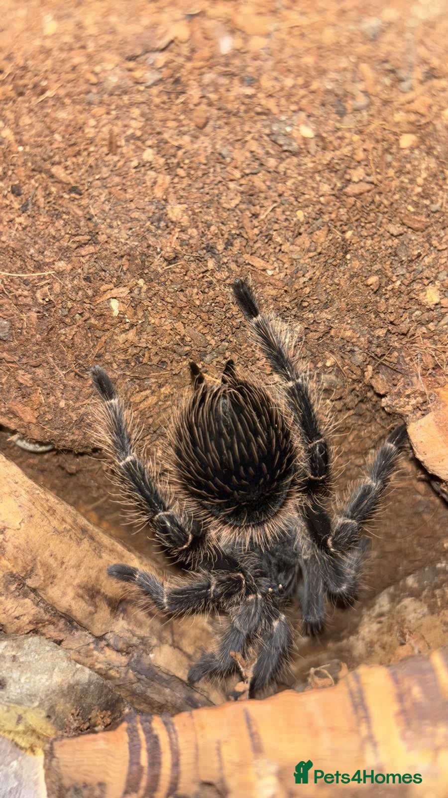 Tarantulas invertebrates Tarantula For Sale - Advert 3