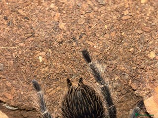 Tarantulas invertebrates Tarantula For Sale - Advert 3