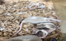 Mouse rodents for sale: Quality baby fancy mice ready for there new homes  - Image 6